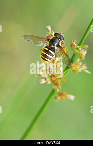 Un Sericomyia silentis hoverfly,, dans la forêt de Culbin près de Nairn. Banque D'Images