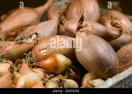 L'oignon et l'Échalote bulbes attendent d'être plantés. Banque D'Images