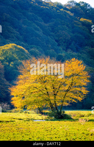 L'automne dans la vallée Gwaun Pembrokeshire Wales Fishguard Banque D'Images