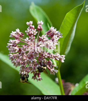 Libre de l'Asclépiade commune (Asclepias syriaca) fleurs Banque D'Images