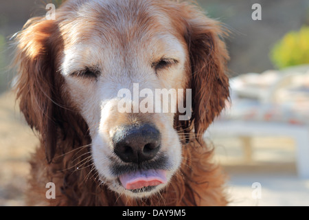 Senior female golden retriever coller sa langue out Banque D'Images