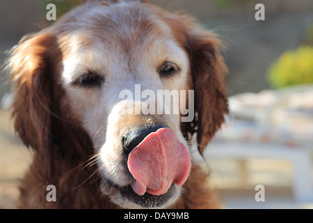 Senior female golden retriever coller sa langue out Banque D'Images