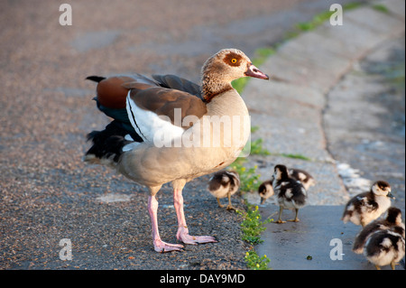 Photos d'oies et gooslings divers dans les jardins de Kensington avec coups de tête fond d'herbe, quelques photos de famille, bébé goose Banque D'Images