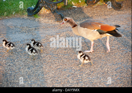 Photos d'oies et gooslings divers dans les jardins de Kensington avec coups de tête fond d'herbe, quelques photos de famille, bébé goose Banque D'Images