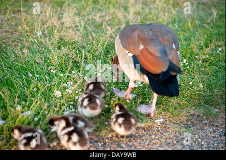 Photos d'oies et gooslings divers dans les jardins de Kensington avec coups de tête fond d'herbe, quelques photos de famille, bébé goose Banque D'Images