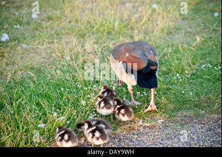 Photos d'oies et gooslings divers dans les jardins de Kensington avec coups de tête fond d'herbe, quelques photos de famille, bébé goose Banque D'Images