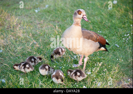 Photos d'oies et gooslings divers dans les jardins de Kensington avec coups de tête fond d'herbe, quelques photos de famille, bébé goose Banque D'Images