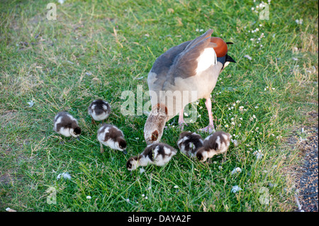 Photos d'oies et gooslings divers dans les jardins de Kensington avec coups de tête fond d'herbe, quelques photos de famille, bébé goose Banque D'Images