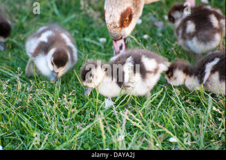 Photos d'oies et gooslings divers dans les jardins de Kensington avec coups de tête fond d'herbe, quelques photos de famille, bébé goose Banque D'Images