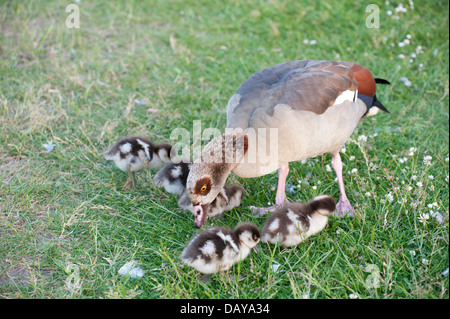 Photos d'oies et gooslings divers dans les jardins de Kensington avec coups de tête fond d'herbe, quelques photos de famille, bébé goose Banque D'Images