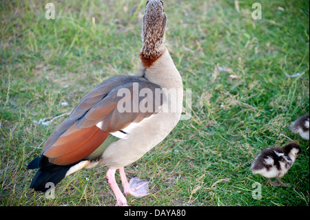 Photos d'oies et gooslings divers dans les jardins de Kensington avec coups de tête fond d'herbe, quelques photos de famille, bébé goose Banque D'Images