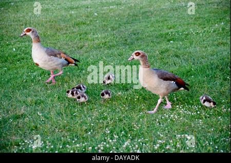 Photos d'oies et gooslings divers dans les jardins de Kensington avec coups de tête fond d'herbe, quelques photos de famille, bébé goose Banque D'Images