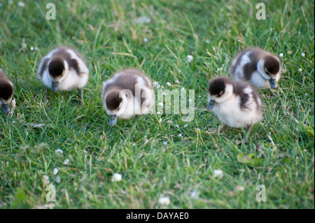 Photos d'oies et gooslings divers dans les jardins de Kensington avec coups de tête fond d'herbe, quelques photos de famille, bébé goose Banque D'Images