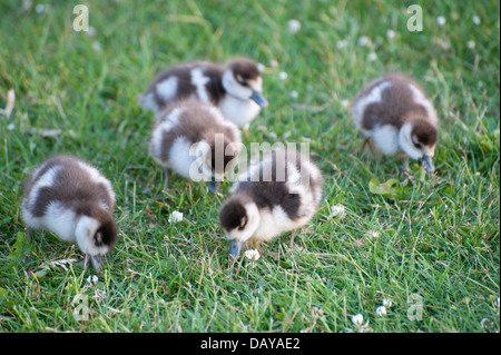 Photos d'oies et gooslings divers dans les jardins de Kensington avec coups de tête fond d'herbe, quelques photos de famille, bébé goose Banque D'Images