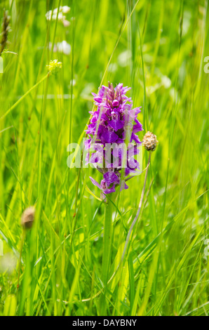 La commune de plus en plus d'Orchidée sur une réserve naturelle à Kington Herefordshire dans la campagne Banque D'Images