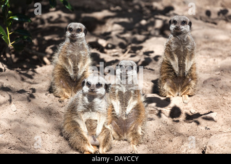 Les suricates (Suricata suricatta),petit mammifère appartenant à la famille des mangoustes Banque D'Images