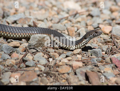 Austrelaps ramsayi Copperhead (Highlands), Parc National de Kanangra Boyd, NSW, Australie Banque D'Images