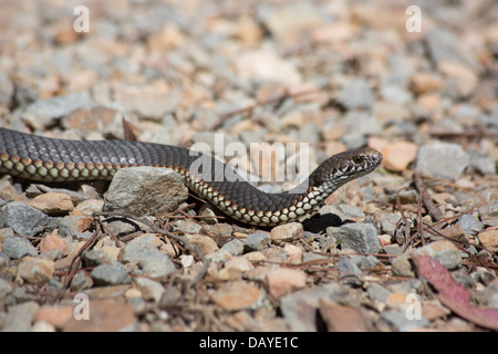 Austrelaps ramsayi Copperhead (Highlands), Parc National de Kanangra Boyd, NSW, Australie Banque D'Images