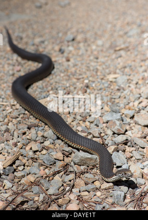 Austrelaps ramsayi Copperhead (Highlands), Parc National de Kanangra Boyd, NSW, Australie Banque D'Images