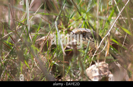 Austrelaps ramsayi Copperhead (Highlands) dans l'herbe, Parc National de Kanangra Boyd, NSW, Australie Banque D'Images