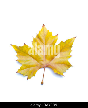Automne feuilles sycomore sur fond blanc. Banque D'Images