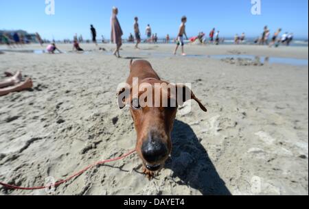 Chien 'Nelly' a l'air dans l'appareil photo du photographe sur la plage à Sankt Peter-Ording, Allemagne, 21 juillet 2013. Météo estivale idéale attirés les foules sur les plages de la côte de la mer du Nord. Photo : MARCUS BRANDT Banque D'Images