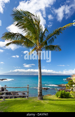 Coconut palm tree at Napili Point avec vue de Moloka'i de Maui, Hawaii. Banque D'Images