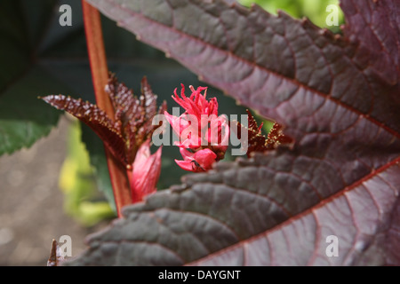 Le ricin, Ricinus communis Banque D'Images