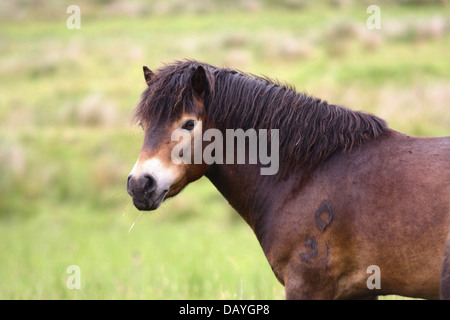 Poneys Exmoor Banque D'Images