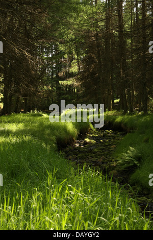 Blacklinn brûler dans la forêt de Kielder Banque D'Images