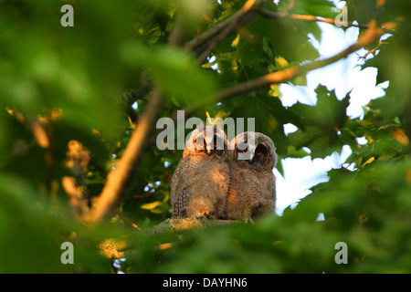 Deux jeunes Long-eared Owl (Asio otus). L'Europe Banque D'Images