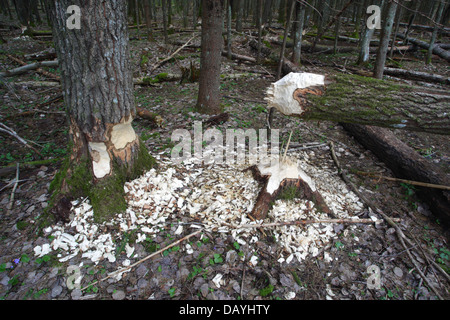 Castor (Castor fiber) arbres endommagés dans la forêt, l'Estonie, Europe Banque D'Images