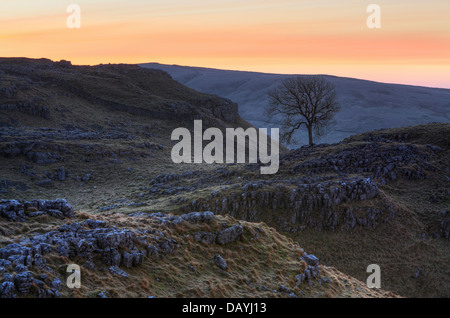 Arbre isolé au lever du soleil sur Malham Lings dans Malhamdale, Yorkshire, Angleterre Banque D'Images