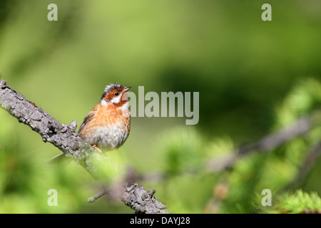 (Emberiza leucocephalos Pine), Baikal, Sibérie, Russie Banque D'Images