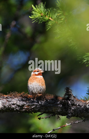 (Emberiza leucocephalos Pine), Baikal, Sibérie, Russie Banque D'Images