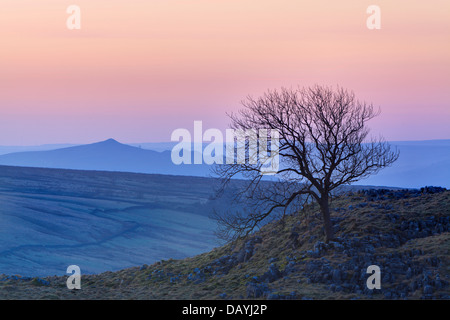 Arbre isolé au lever du soleil sur Malham Lings dans Malhamdale, Yorkshire, Angleterre Banque D'Images