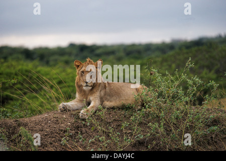 Young male lion -(Panthero leo). L'Afrique du Sud Banque D'Images