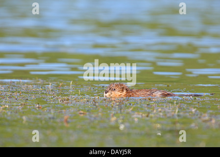 Le rat musqué, Ondatra (Ondatra zibethicus) au lac Baikal, Sibérie, Russie. Banque D'Images