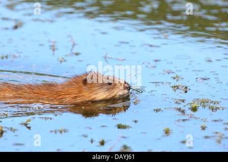 Le rat musqué, Ondatra (Ondatra zibethicus) au lac Baikal, Sibérie, Russie. Banque D'Images