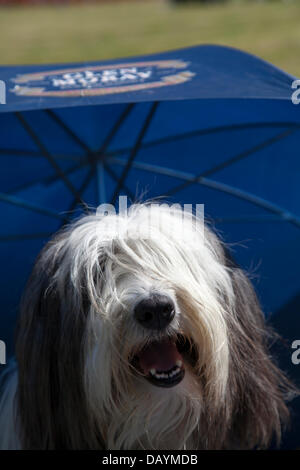 Tomintoul, Ecosse, Royaume-Uni. 20 juillet, 2013. Hot dog lors de l'Assemblée Tomintoul Highland Games et qui avait lieu le 3ème samedi de juillet, à l'showground dans le village. Cet événement sportif, événement historique et traditionnelle dans les années précédentes, a été marquée par le mauvais temps et a été annulée à plusieurs reprises. Le Parc National de Cairngorms est la maison à certains des meilleurs et des plus célèbres jeux des highlands en Ecosse et a une longue tradition et d'histoire où les clans s'affrontent dans des événements sportifs. Credit : Mar Photographics/Alamy Live News Banque D'Images