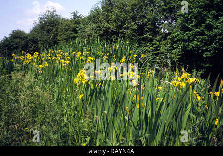 Iris pseudacorus iris jaune ( ) de plus en conditions humides Banque D'Images