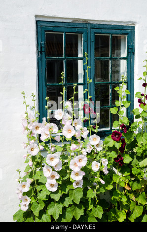 Fleurs d'été, roses trémières, en face d'une ancienne fenêtre. Banque D'Images