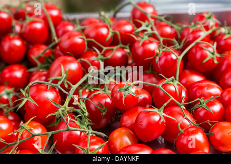Frais de groupe petites tomates rouges sur branch Banque D'Images