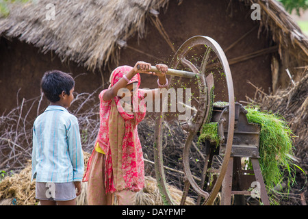 Young woman chopping nourrir, de l'Uttar Pradesh, Inde Banque D'Images