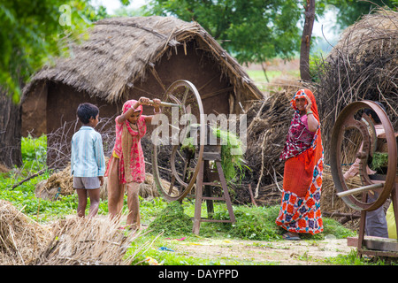 Young woman chopping nourrir, de l'Uttar Pradesh, Inde Banque D'Images