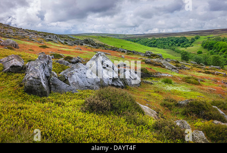 North York Moors National Park montrant les roches de l'ère jurassique, des herbes en fleurs, et le paysage vallonné près de Goathland. Banque D'Images