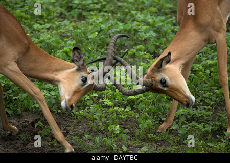 Deux hommes Les impalas combats. Banque D'Images