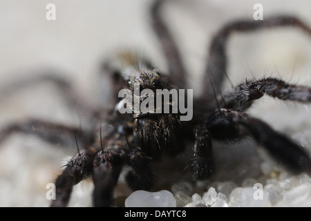 Araignée-loup (Lycosidae une sp) libre. Photographié à Frederikshaab Plantation au Danemark. Banque D'Images