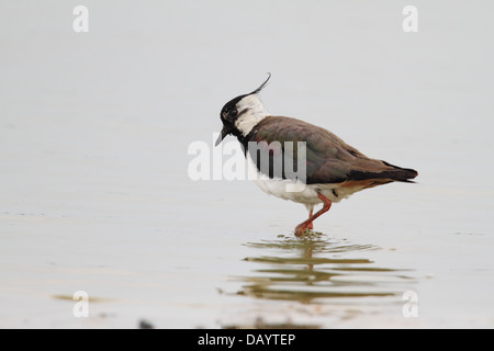 Le nord de sociable (Vanellus vanellus) sur la boue. Photographié à Vaerneengene, Danemark Banque D'Images