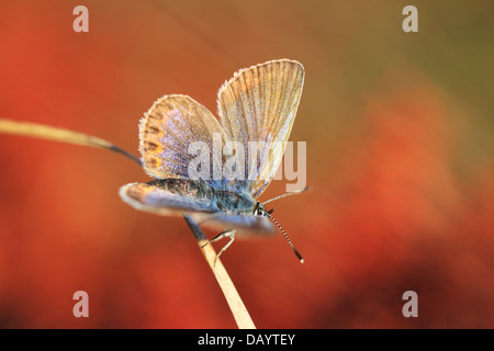 Les Idas Plebejus idas (bleu) photographié à Råbjerg, au Danemark. Banque D'Images